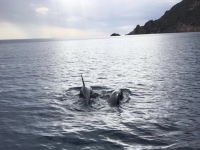  Delfines que aparecen en Cargèse 