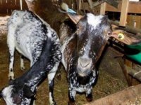 Las cabras están listas para darle la bienvenida 