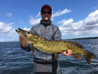 Les beaux poissons des Landes 