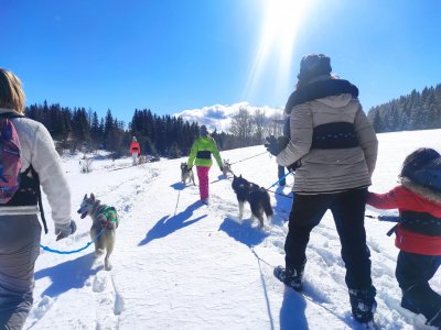 Cani-Raquette hike at Plateau de Bayard 1 hour