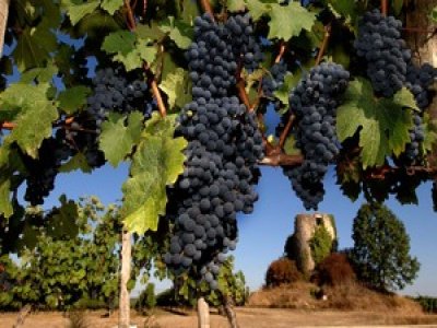 Domaine de Durand Tourisme Viticole
