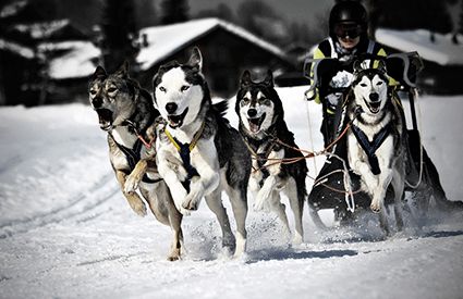 Mushing dans France