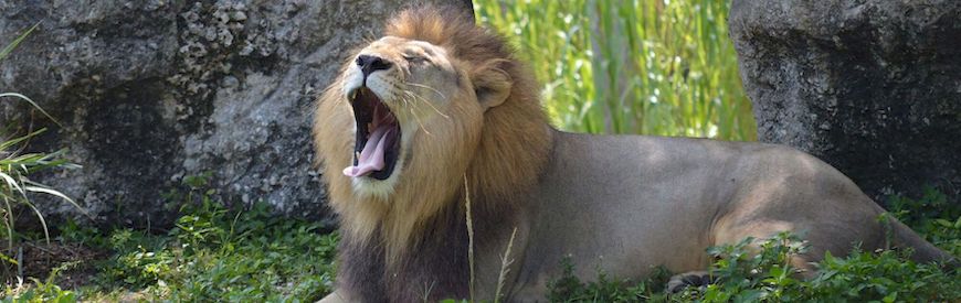 Offres de Parcs Zoologiques Île-de-France