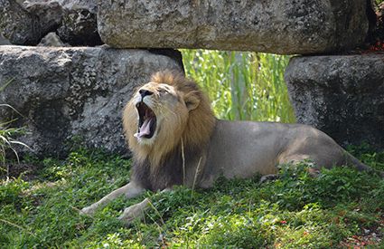 Parcs Zoologiques dans France