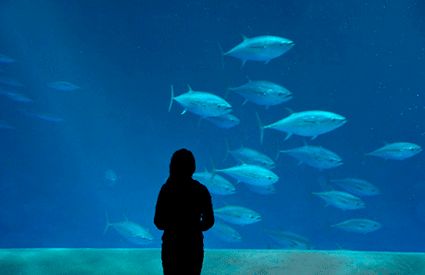 Aquariums dans France